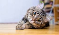 Cat Boarding in Jackson, TN