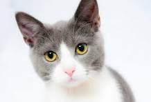 Cat Boarding in Kentwood, MI