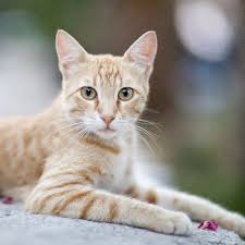 Cat Boarding Service Haverhill MA