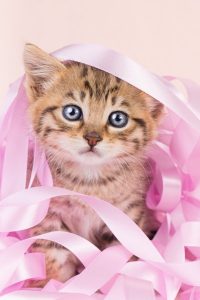 Cat Boarding Juneau, AK