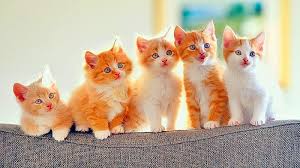 Cat Boarding in Reston, VA