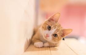 Cat Boarding in New Brunswick, NJ