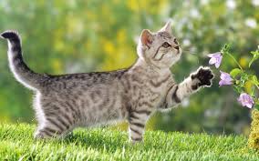 Cat Boarding in Shelby Charter Township, MI