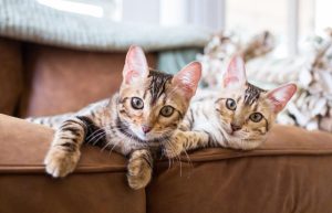 Cat Boarding in Mount Prospect, IL