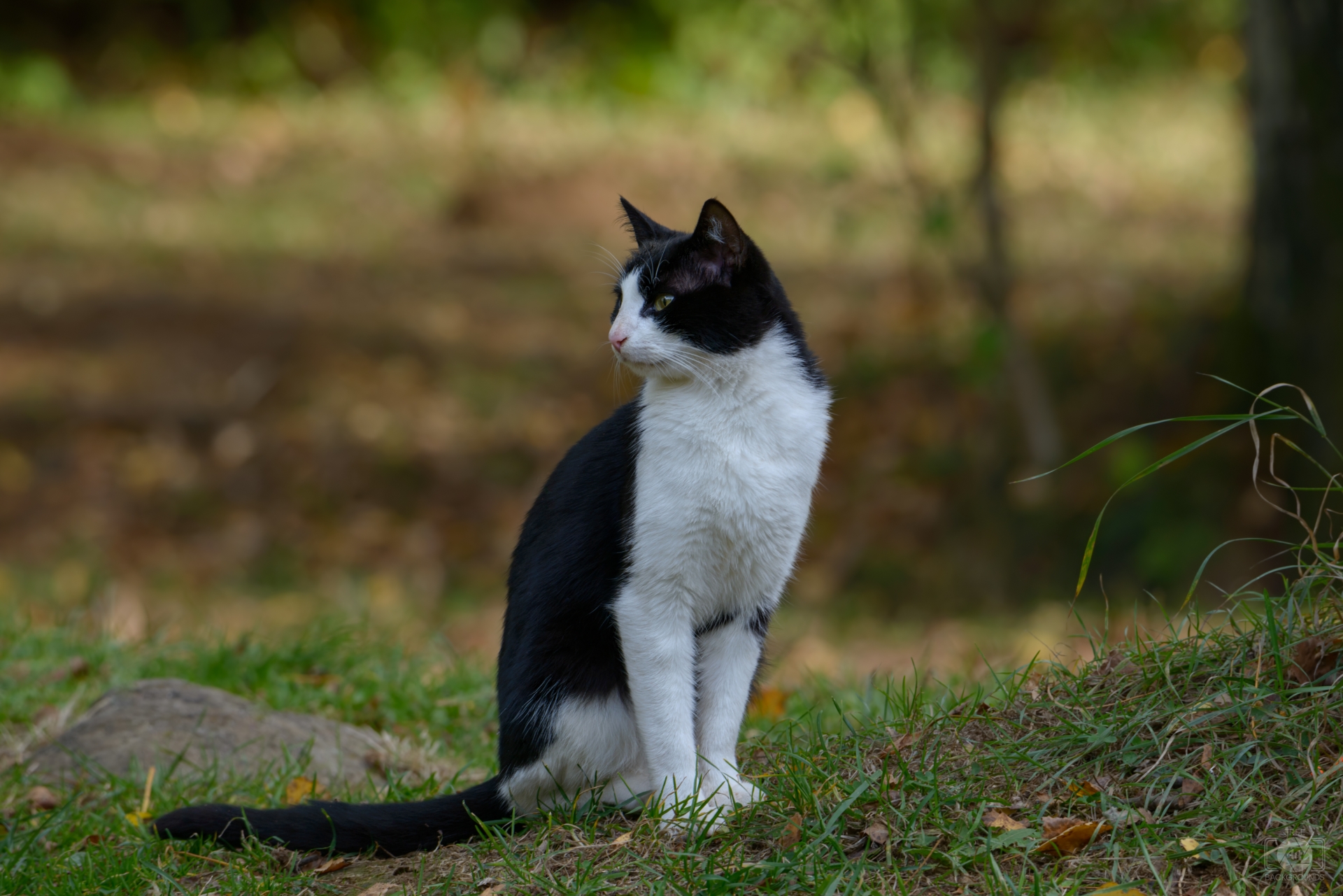 Cat Boarding in Shelby Charter Township, MI