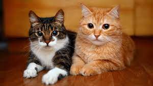 Cat Boarding in West Allis, WI