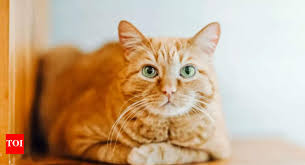 Cat Boarding in Medford, OR