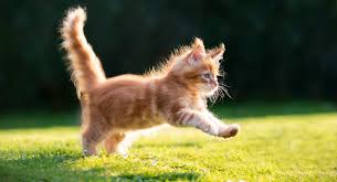 Cat Caring Service Federal Way WA