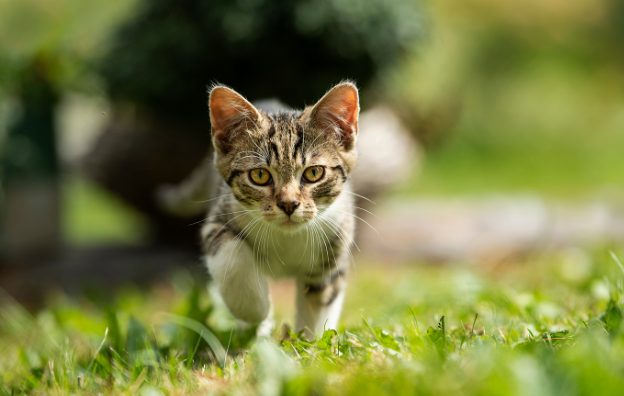 Cat Boarding in Bloomington, IL