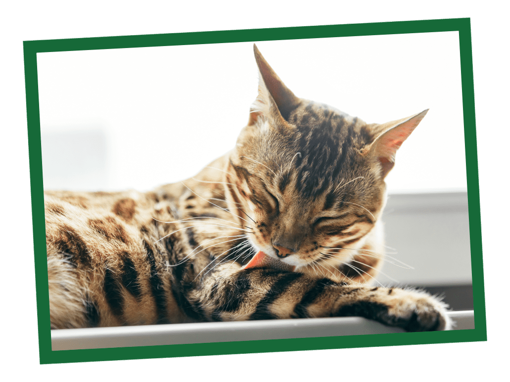 Cat Boarding in Shelby Charter Township, MI