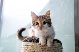 Cat Boarding in Suffolk, VA