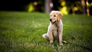 Dog Boarding in Kirkland, WA