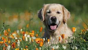 Dog Boarding in Mount Prospect, IL