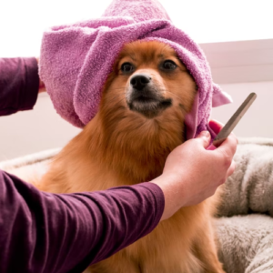 Dog Boarding in Middletown, NJ