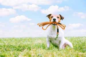 Dog Walker and sitter Job Hialeah, FL