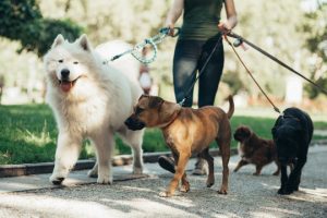 Dog Walker and Sitter Job Chesapeake, VA