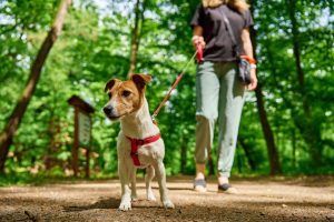 Dog Walker and Sitter Job in Bellevue NE