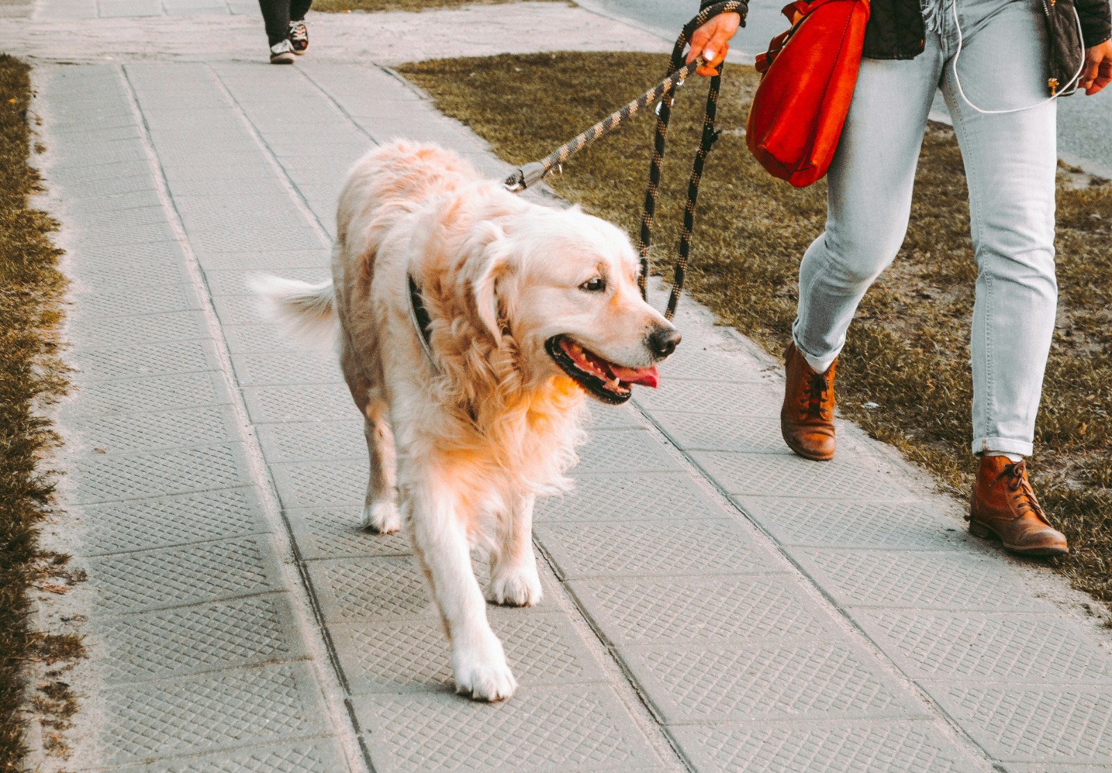 Dog Walker and Sitter Job Chesapeake, VA