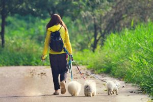 Dog Walker and sitter Job Fontana, CA