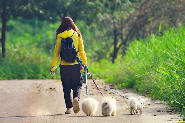 Dog Walker and Sitter Job Albuquerque, NM
