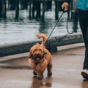 Dog Walker Job Irving, TX