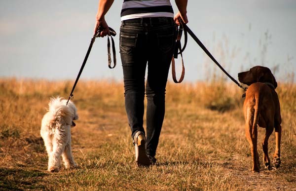 Dog Walker Job in La Vista, NE