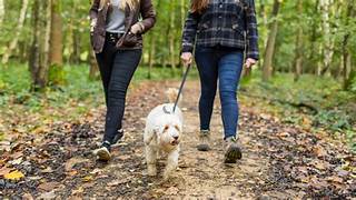 Dog Walker Job in Lincoln, NE