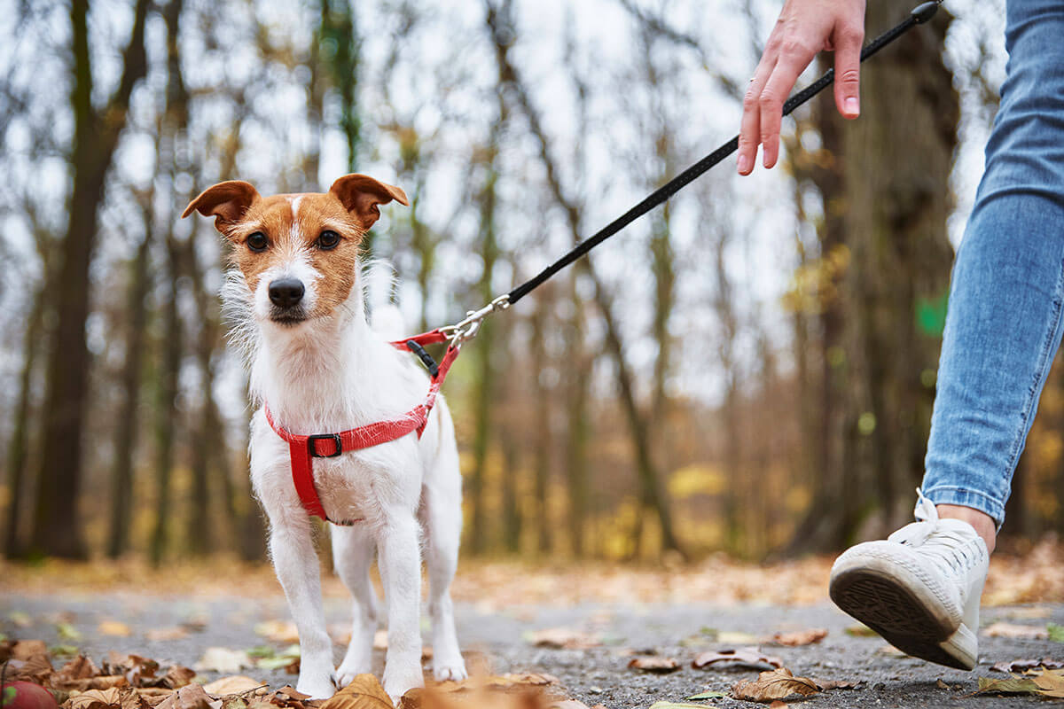 Dog Walker Job Lubbock, TX