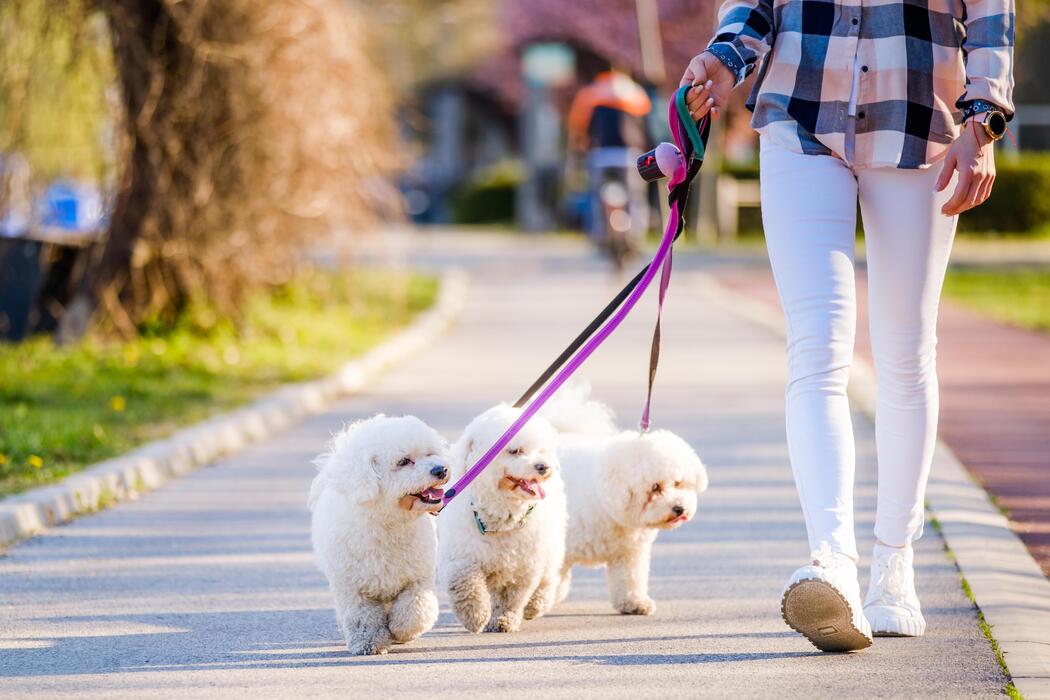 Dog Walker Job Lubbock, TX