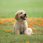 Dog Walker Job Madison, WI