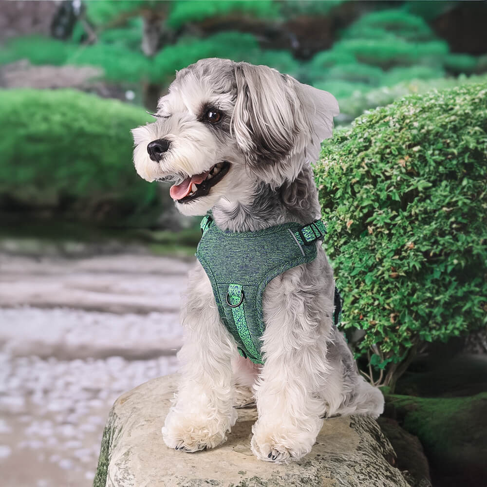 Dog Walker Job McKinney, TX