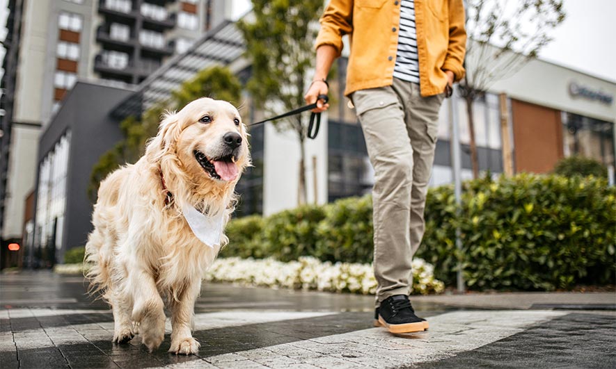 Dog Walker Job McKinney, TX