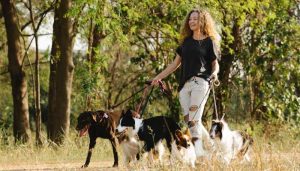 Dog Walker Job Modesto, CA