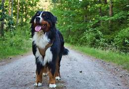 Dog Walker Job Moreno Valley, CA