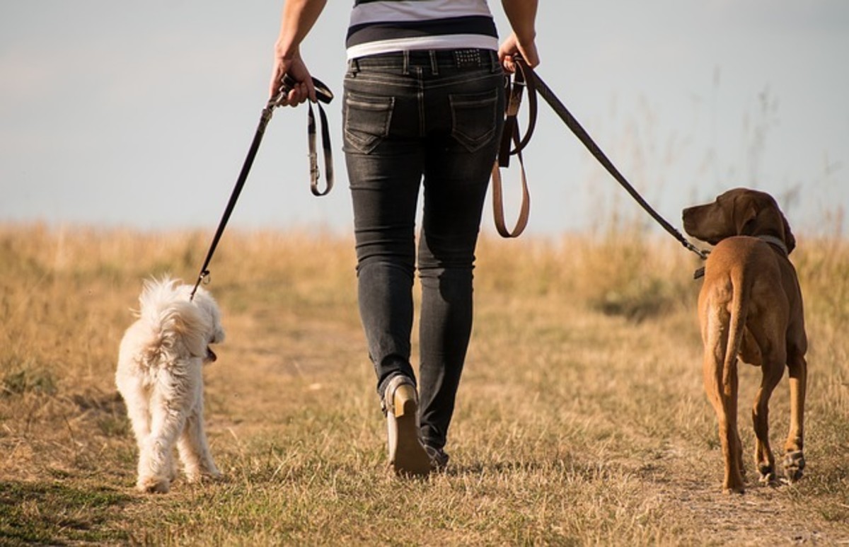 Dog Walker Job Nashville, TN