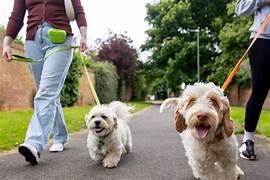 Dog Walker Job Oakland, CA