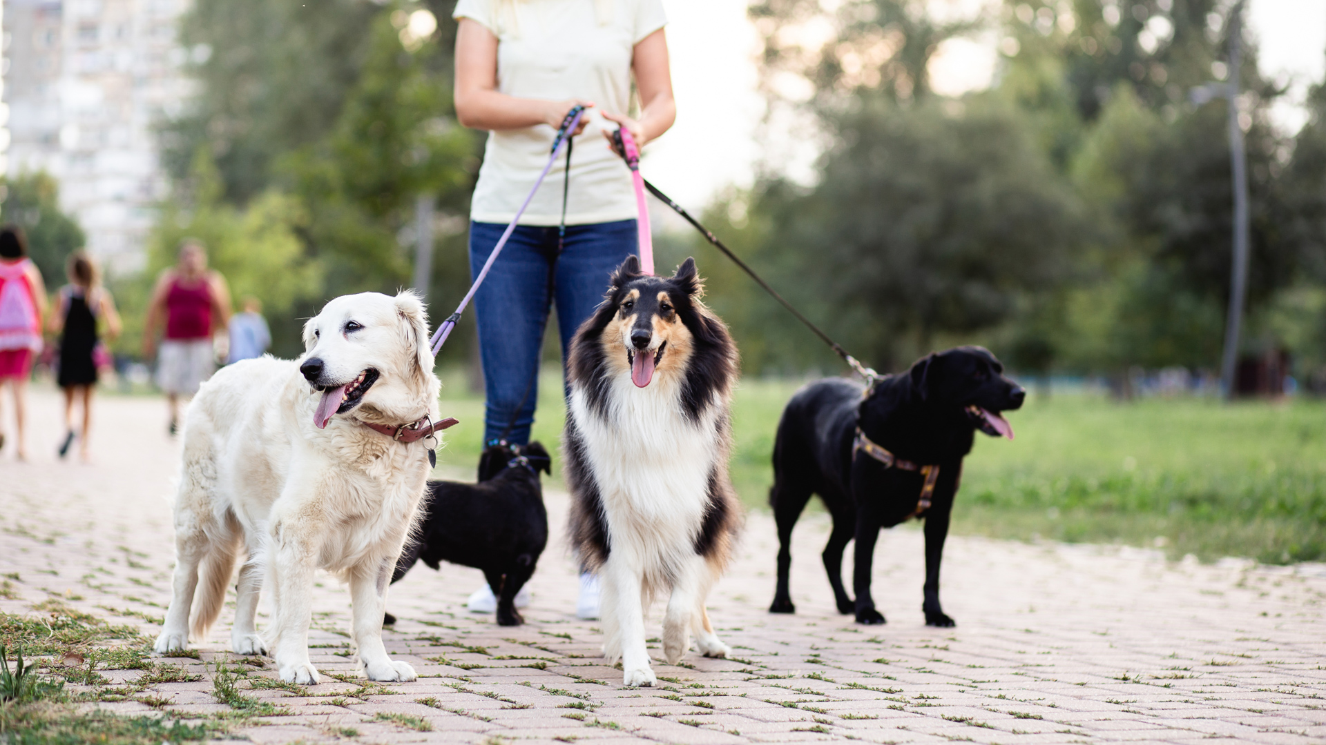 Dog Walker Job Kansas City, MO