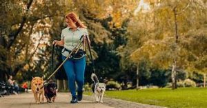 Dog Walker Job Lexington, KY