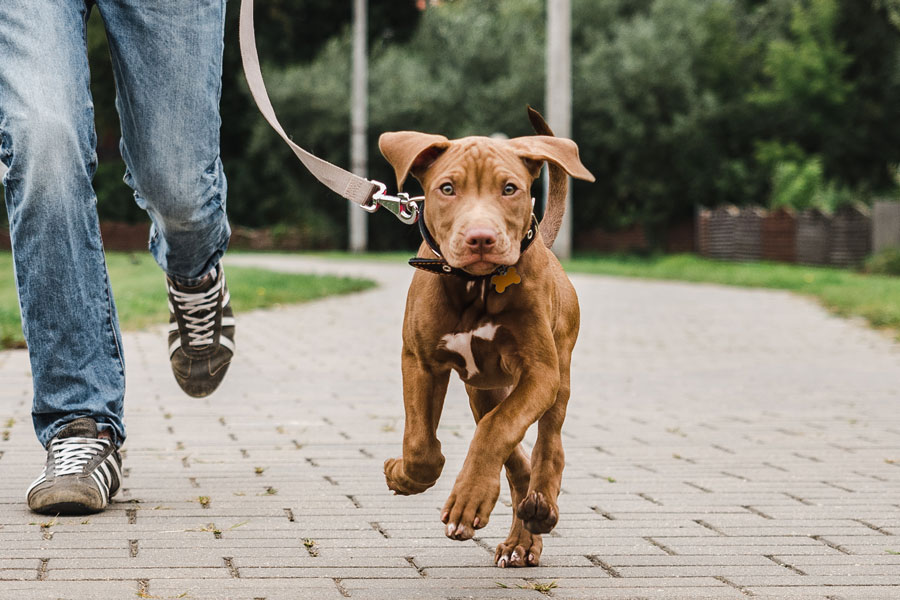 Dog Walker Job Lubbock, TX