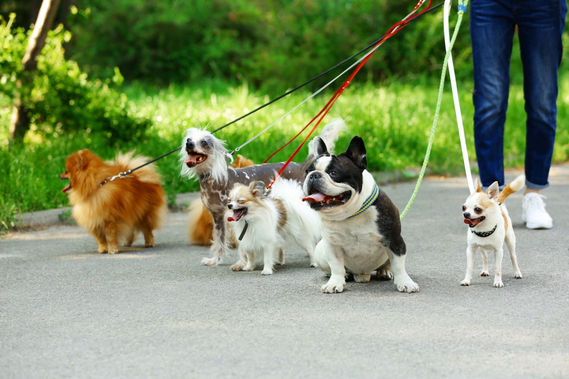 Dog Walker Job McKinney, TX