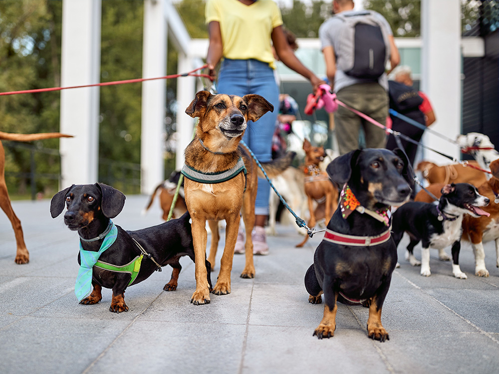 Dog Walker Job Montgomery, AL