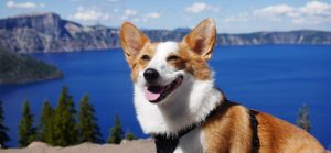 Dog Walker Job in Ridgeville, SC