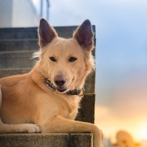 Dog Walker Job in Springdale, AR