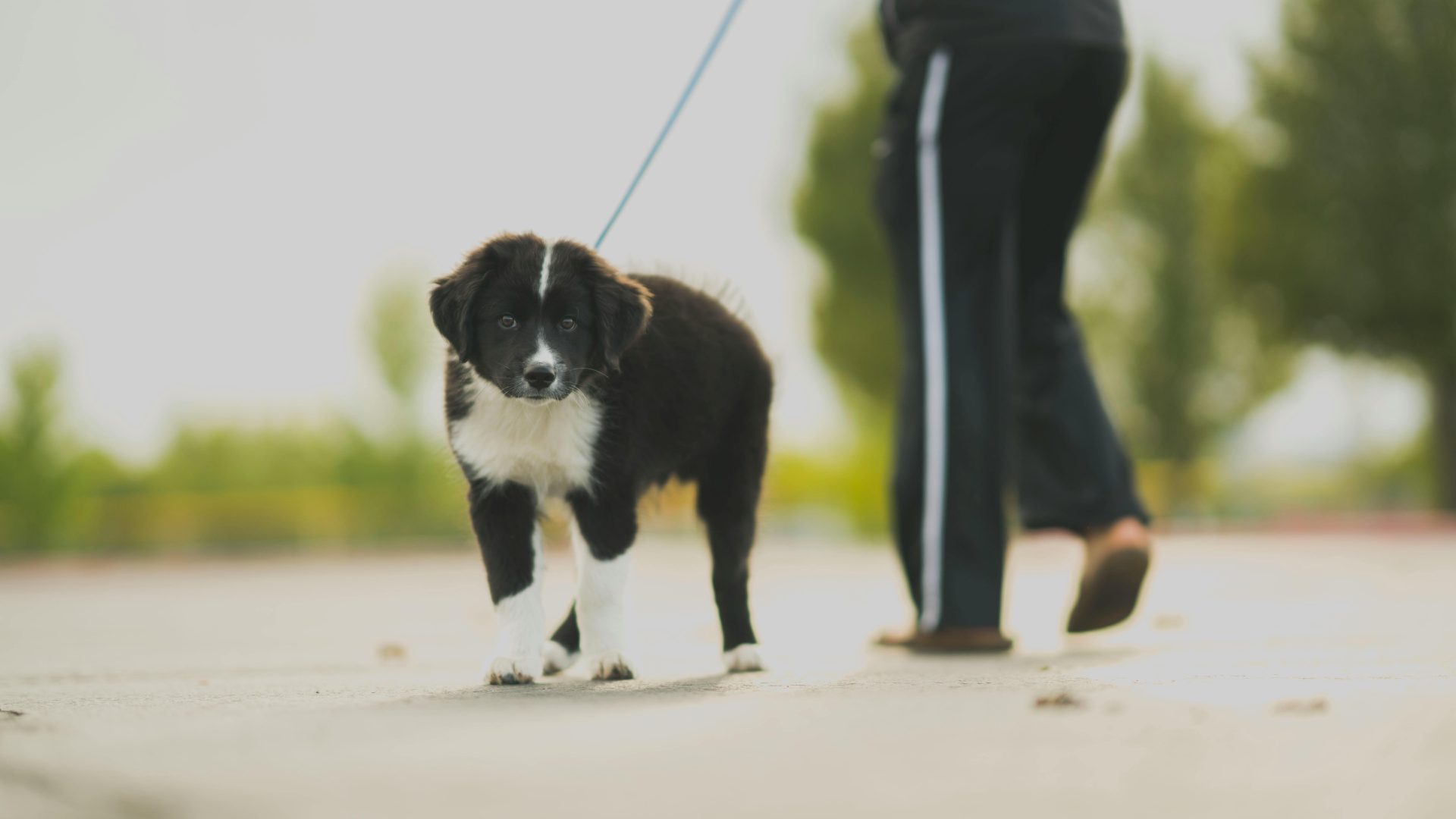 Dog Walker Job Indianapolis, IN