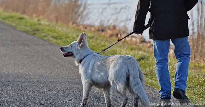 Dog Walker Job in Rogers, AR