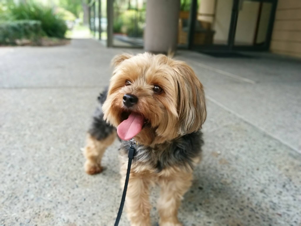 Dog Walker Job Irving, TX