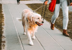Dog Walker Job Lexington, KY