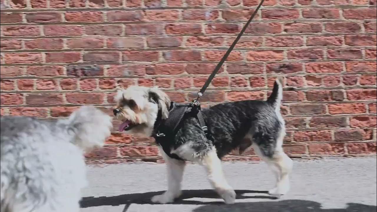 Dog Walker Job Lubbock, TX