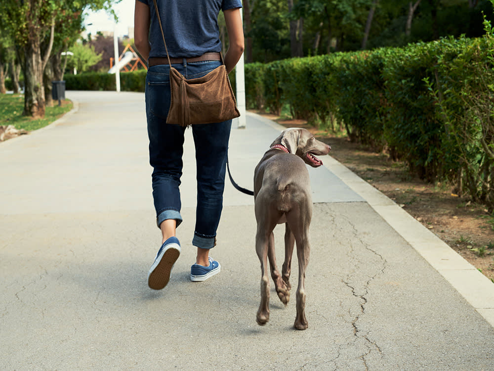 Dog Walker Job McKinney, TX