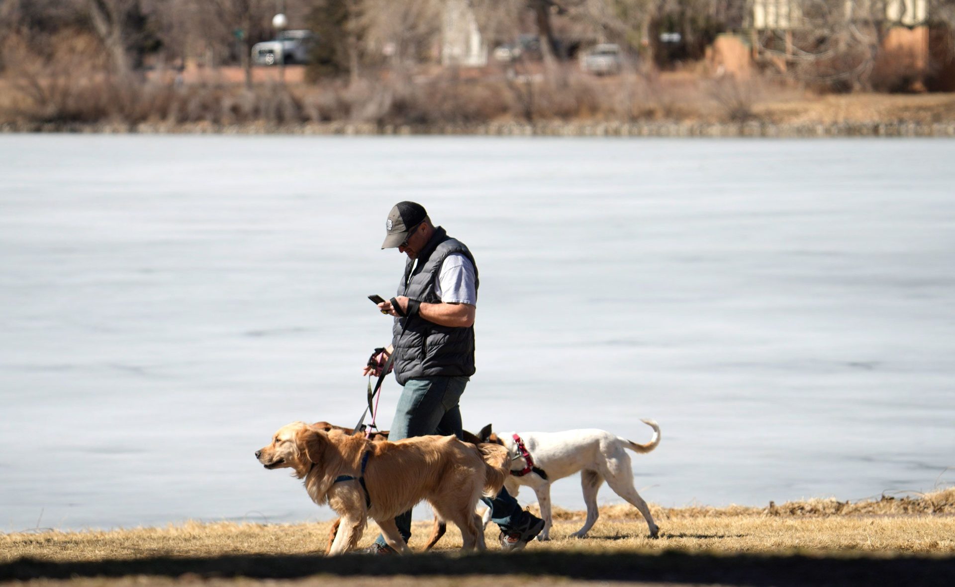 Dog Walker Job Irving, TX